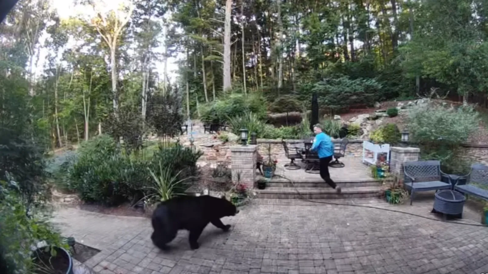 Black bear encounter.