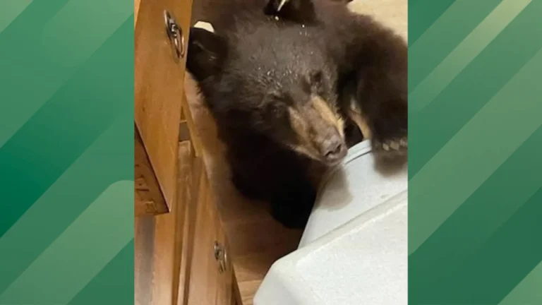 Mama bear and cubs break into home.