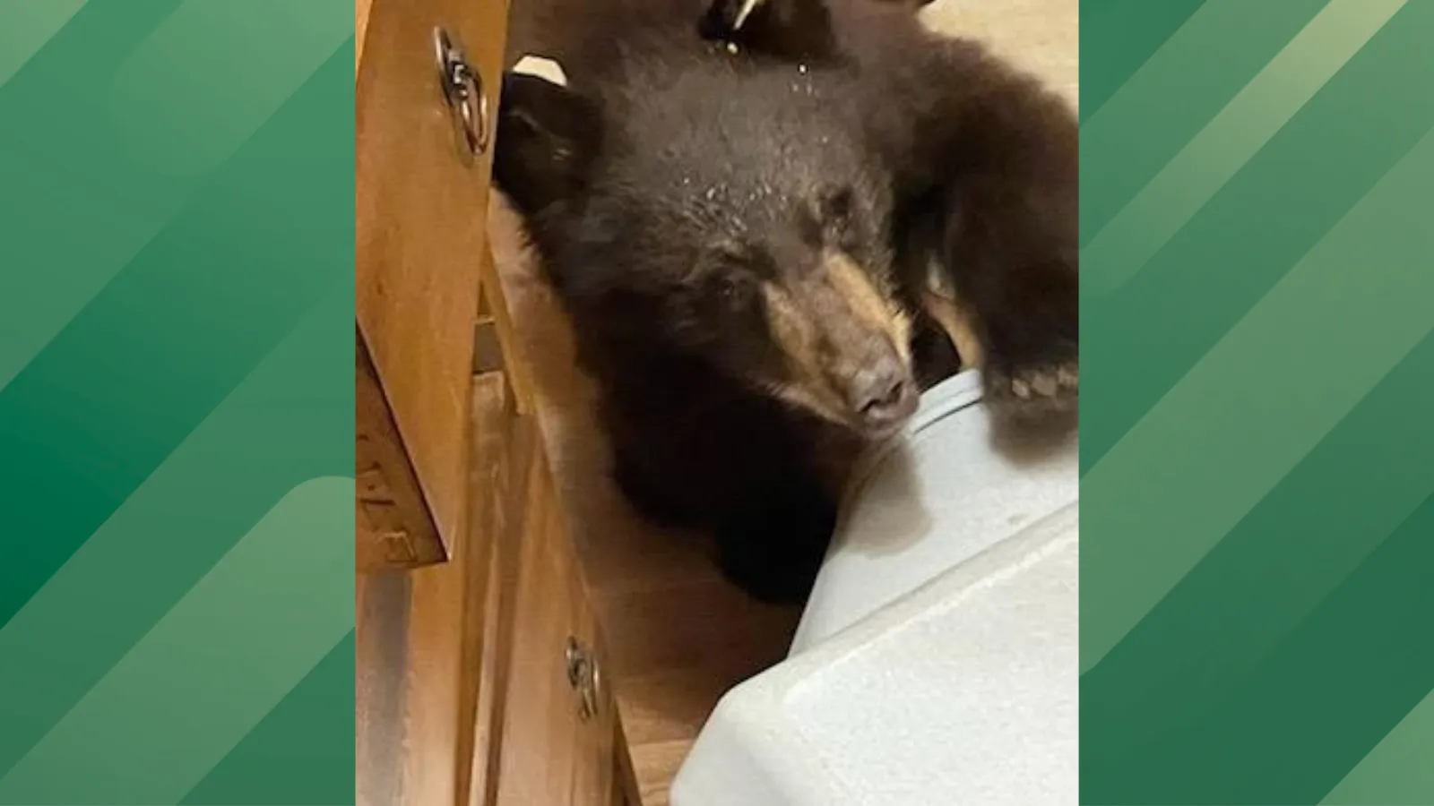 Mama bear and cubs break into home.