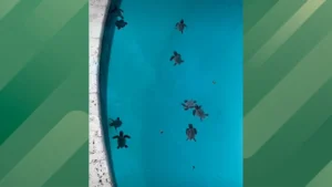 65 Baby Turtles Rescued From a Florida Pool
