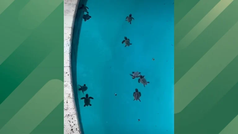 Turtles rescued from Florida pool.