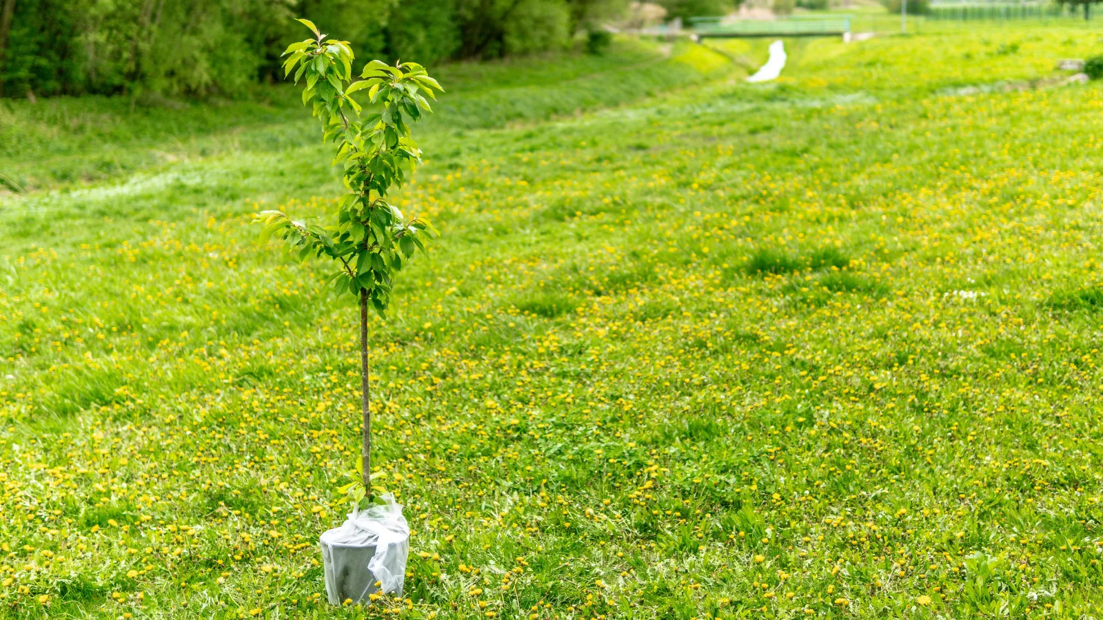HOA fight over trees
