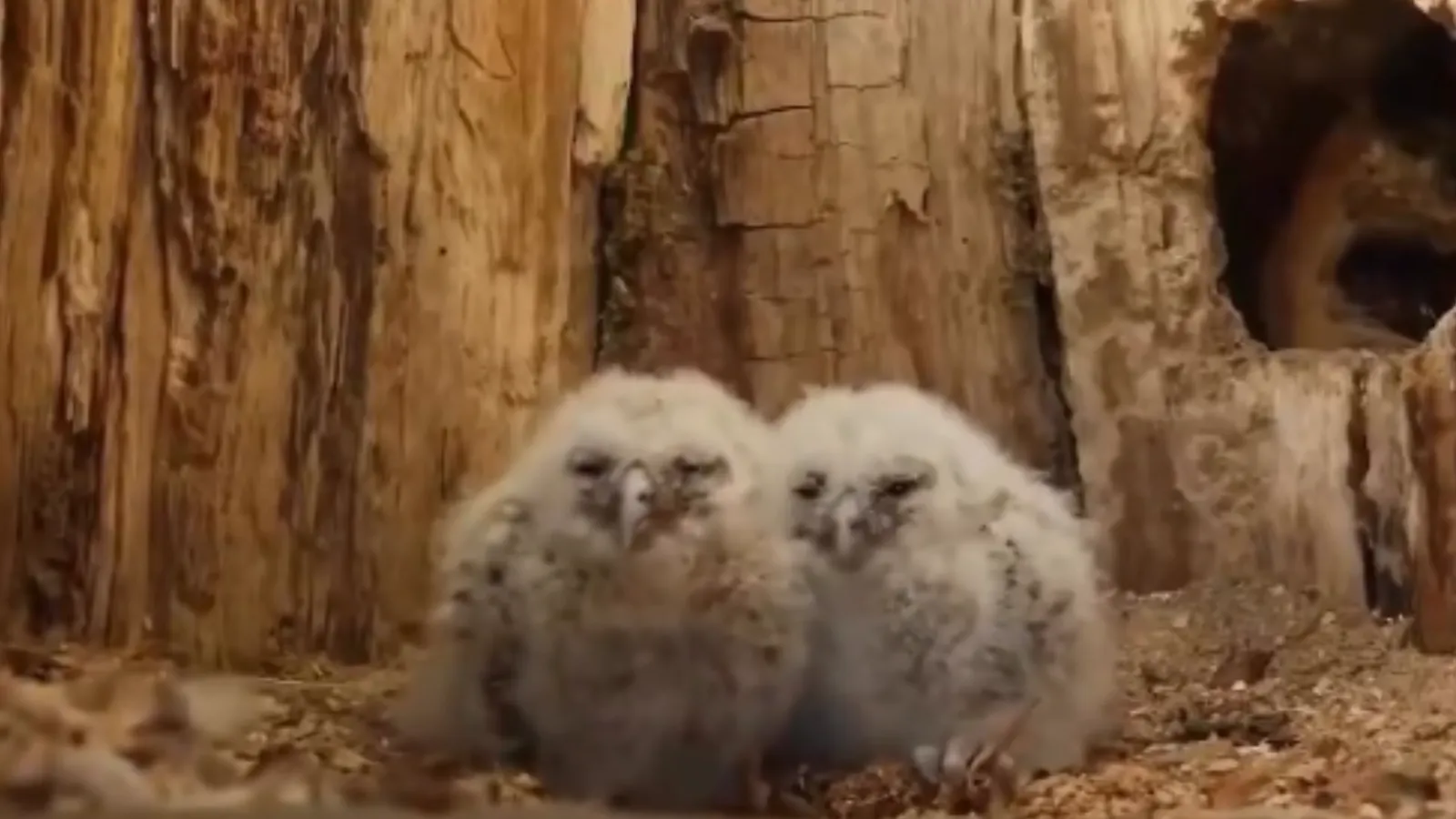 Orphaned owls.