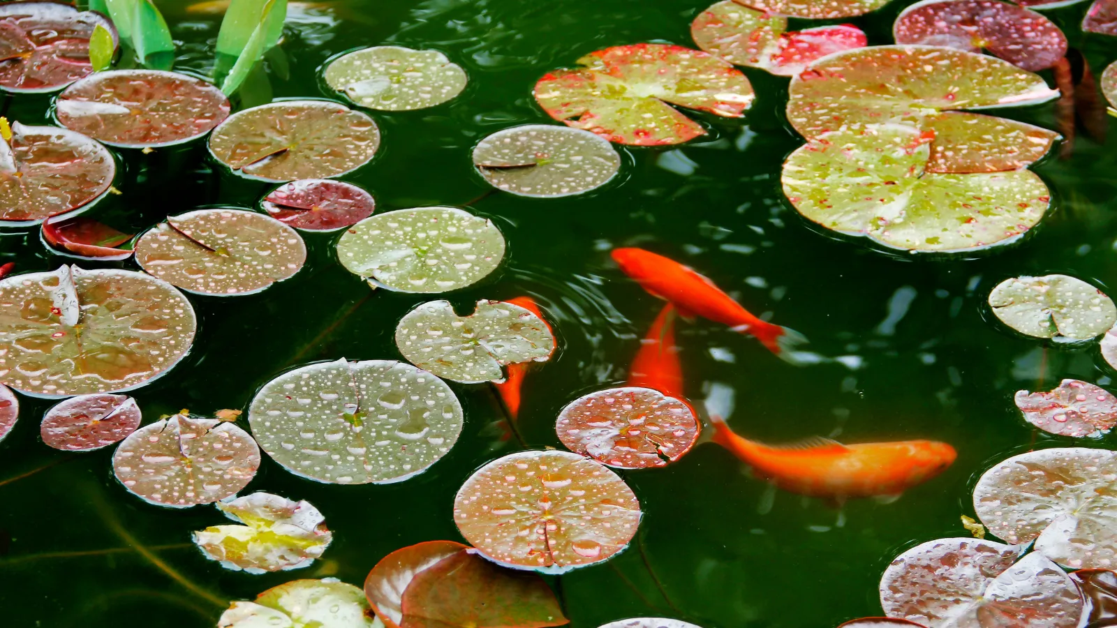 Koi pond pool conversion.