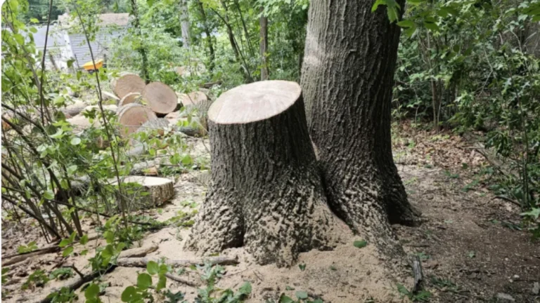 Neighbor settles after cutting down tree.