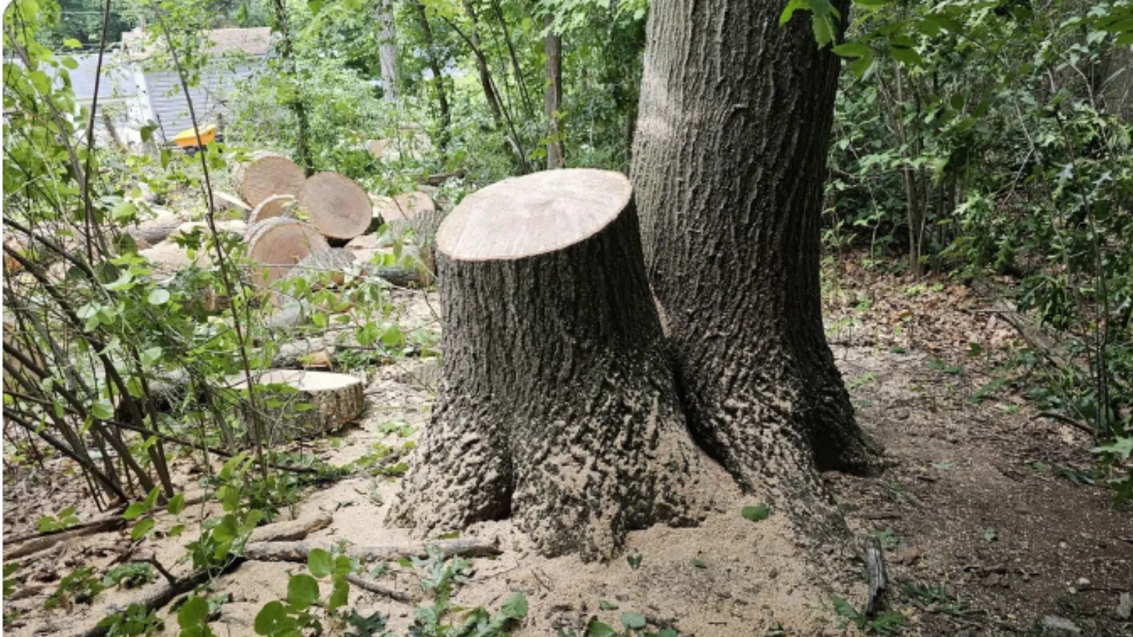 Neighbor settles after cutting down tree.