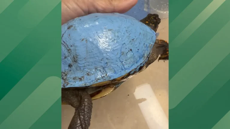 Blue turtle shell.