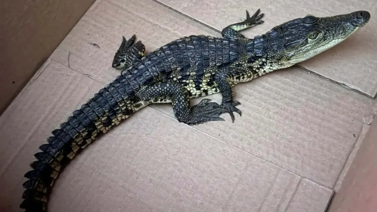Crocodile Found Journeying on Long Island Walking Trail.