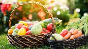 Vegetables in basket at the garden, outdoor. Summer harvest