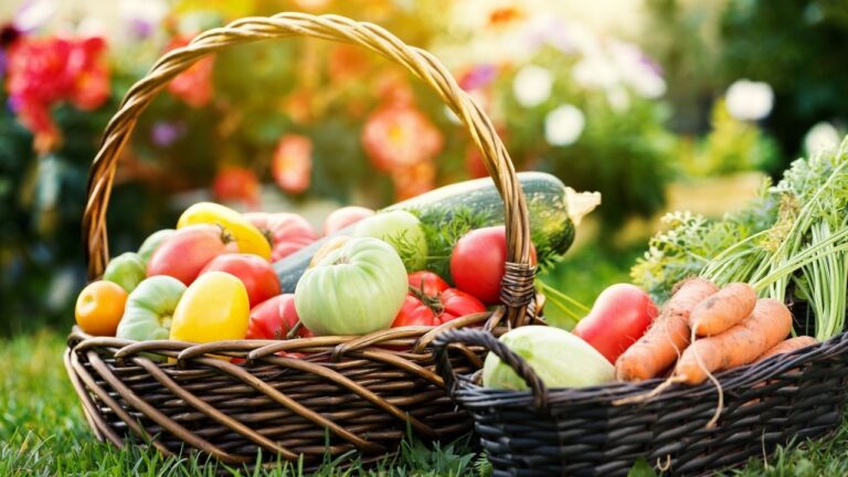 Vegetables in basket at the garden, outdoor. Summer harvest