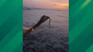 Highly Venomous Snake Washes Up on a California Beach