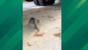 Kitten is Rescued When Found in a Goodwill Donation Bin
