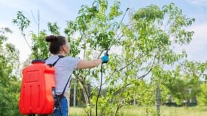 Woman gardener with pressure sprayer backpack spraying peach trees in a spring orchard, protecting garden from bacterial fungal diseases, pest parasites.