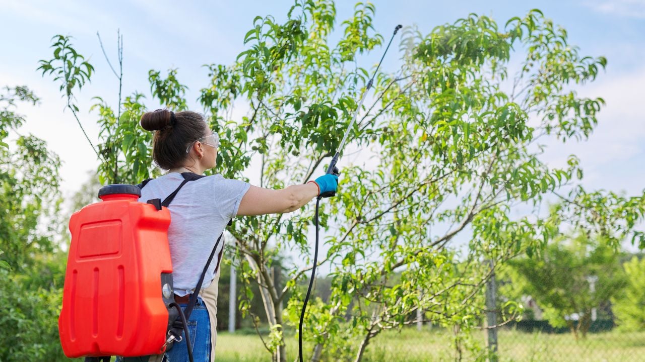 Woman gardener with pressure sprayer backpack spraying peach trees in a spring orchard, protecting garden from bacterial fungal diseases, pest parasites.