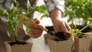 Woman planting tomato seedling into peat pot at table, closeup