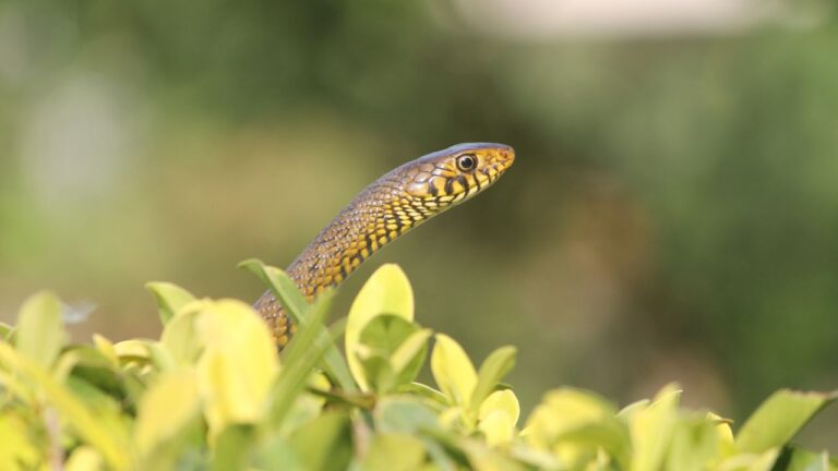 a close up shot of ptyas mucosa snake in forest