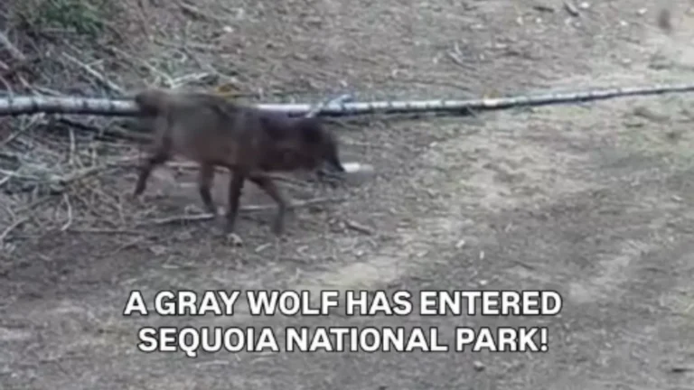 a gray wolf.