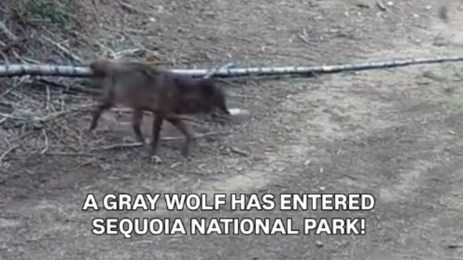 a gray wolf.
