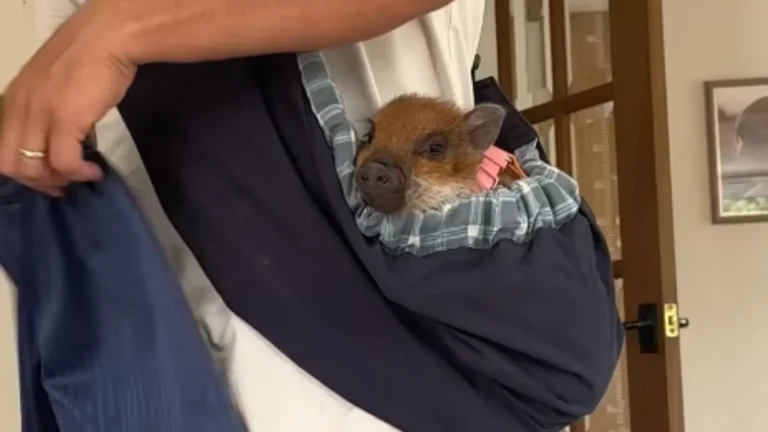 adorable pig.