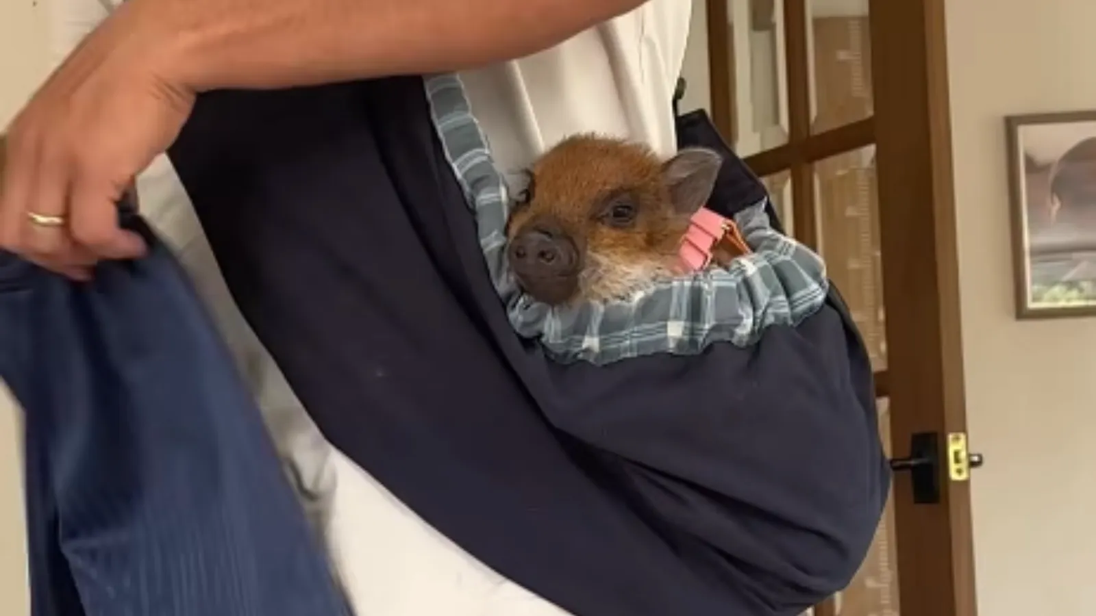 adorable pig.