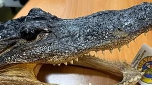 Smuggled Crocodile Head Found in Luggage