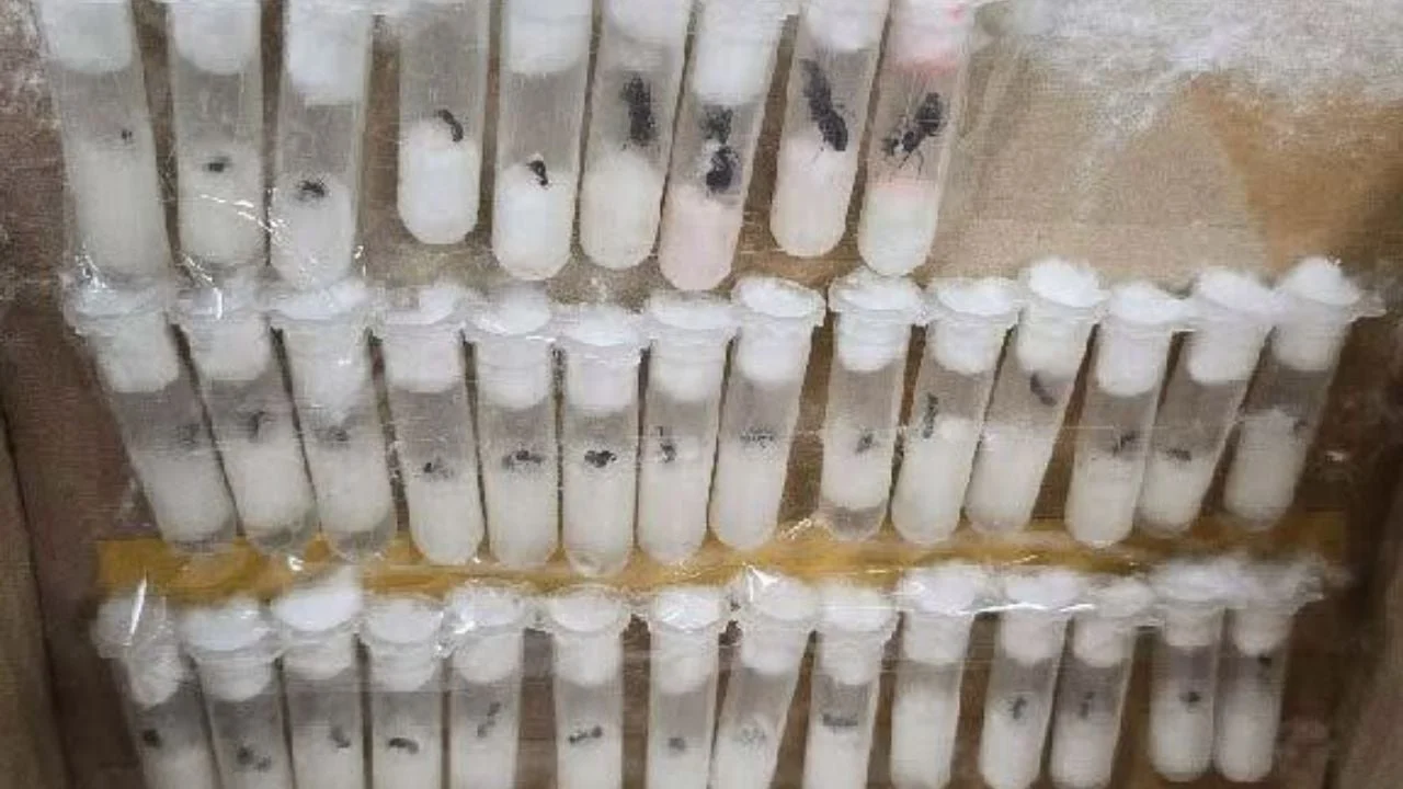 U.S. Customs Finds 37 Tubes of Life Ants Hidden Inside a “Gift”