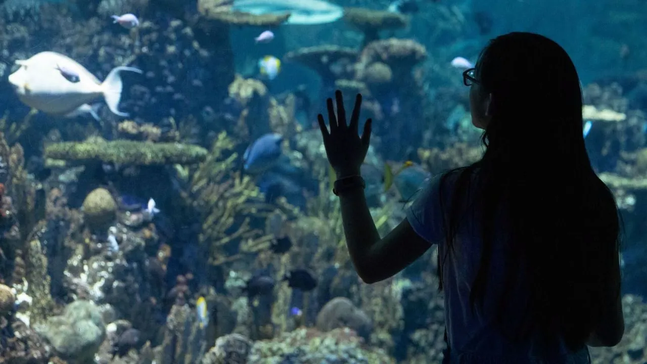 aquarium.
