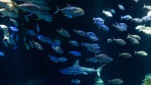 New York Aquarium Announces a Fun New Halloween Experience
