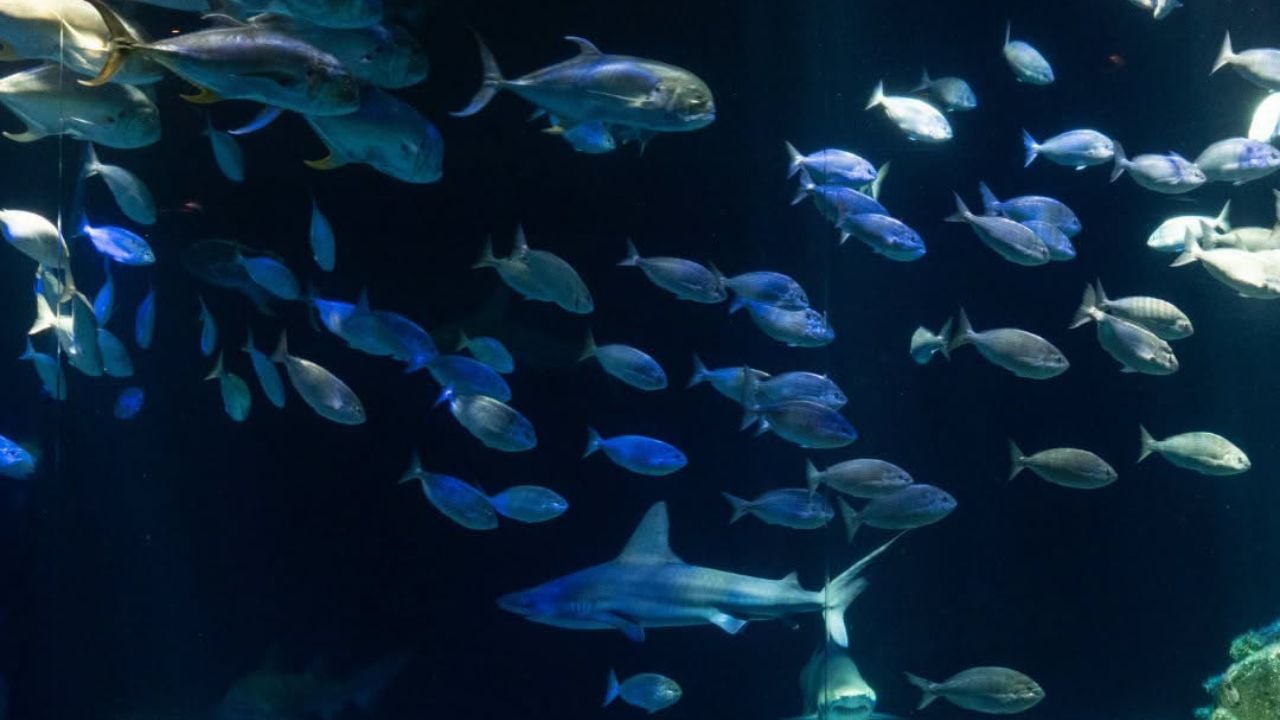 aquarium.