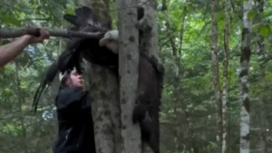 Bald Eagle Rescue Takes on Special Meaning for Man Building on Family Land
