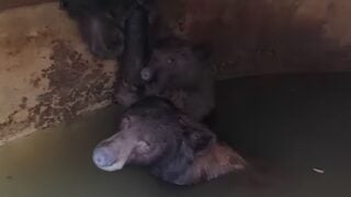 bears.