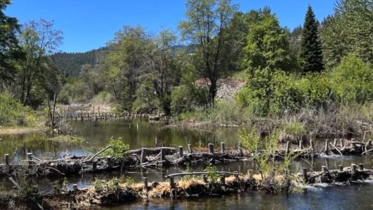 Artificial Beaver Dams Are Helping Young Salmon Survive in California
