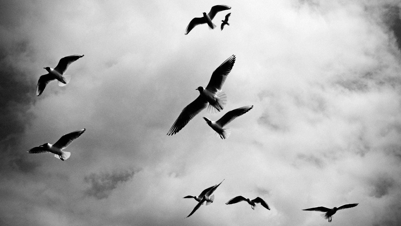 About 219 Million Birds Could Cross the U.S. in Tonight, Here's How You Can Help