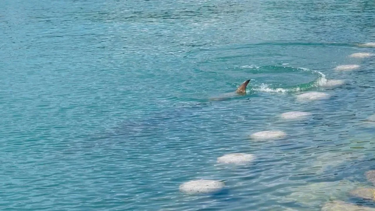 busan-shark.