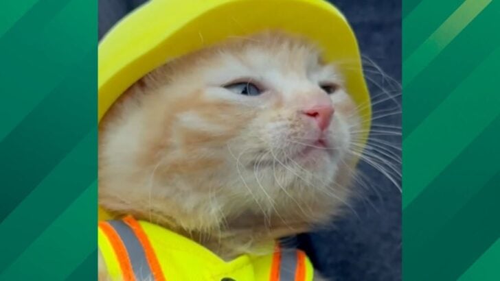 Ohio Kitten Rescued from an Excavator Gets Hard Hat and Now Job