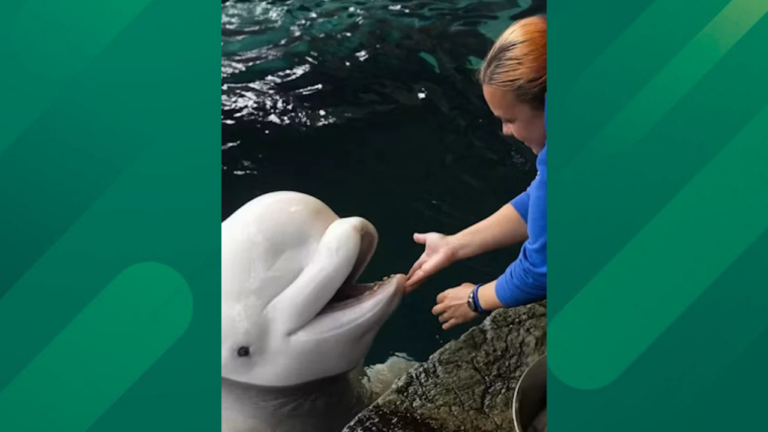 woman and beluga whale.