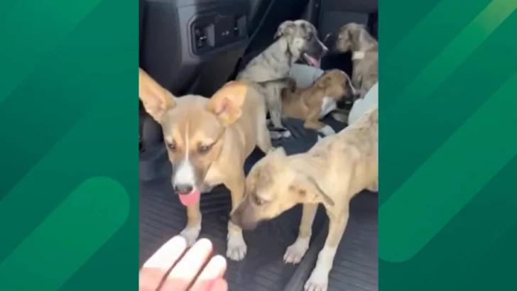 Florida Man Finds Eight Abandon Puppies at a Gas Station, Saves Them All