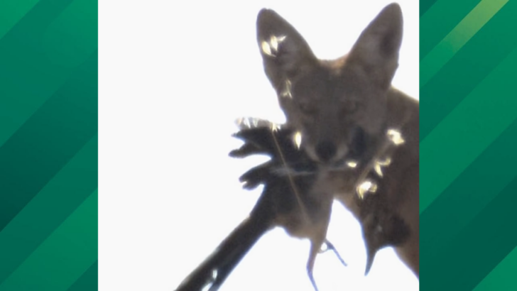 A Coyote Actually Caught a Road Runner, And There’s More to the Story