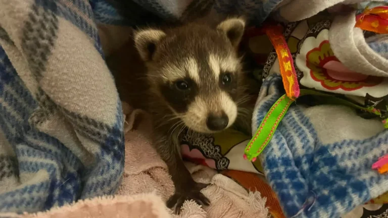 cute little raccoon.