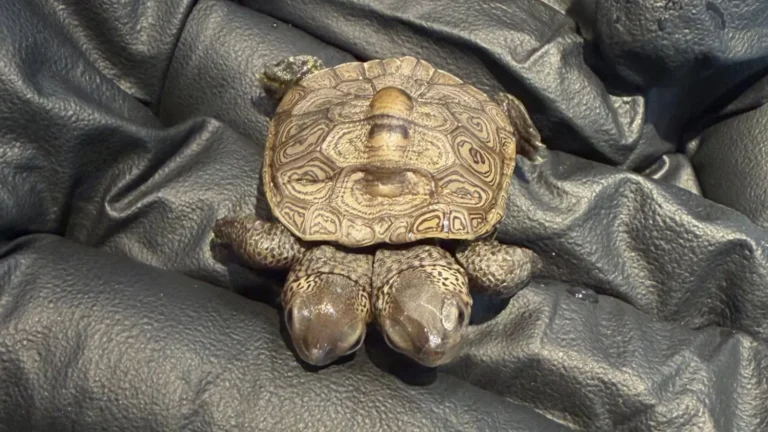diamondback terrapin hatchling.