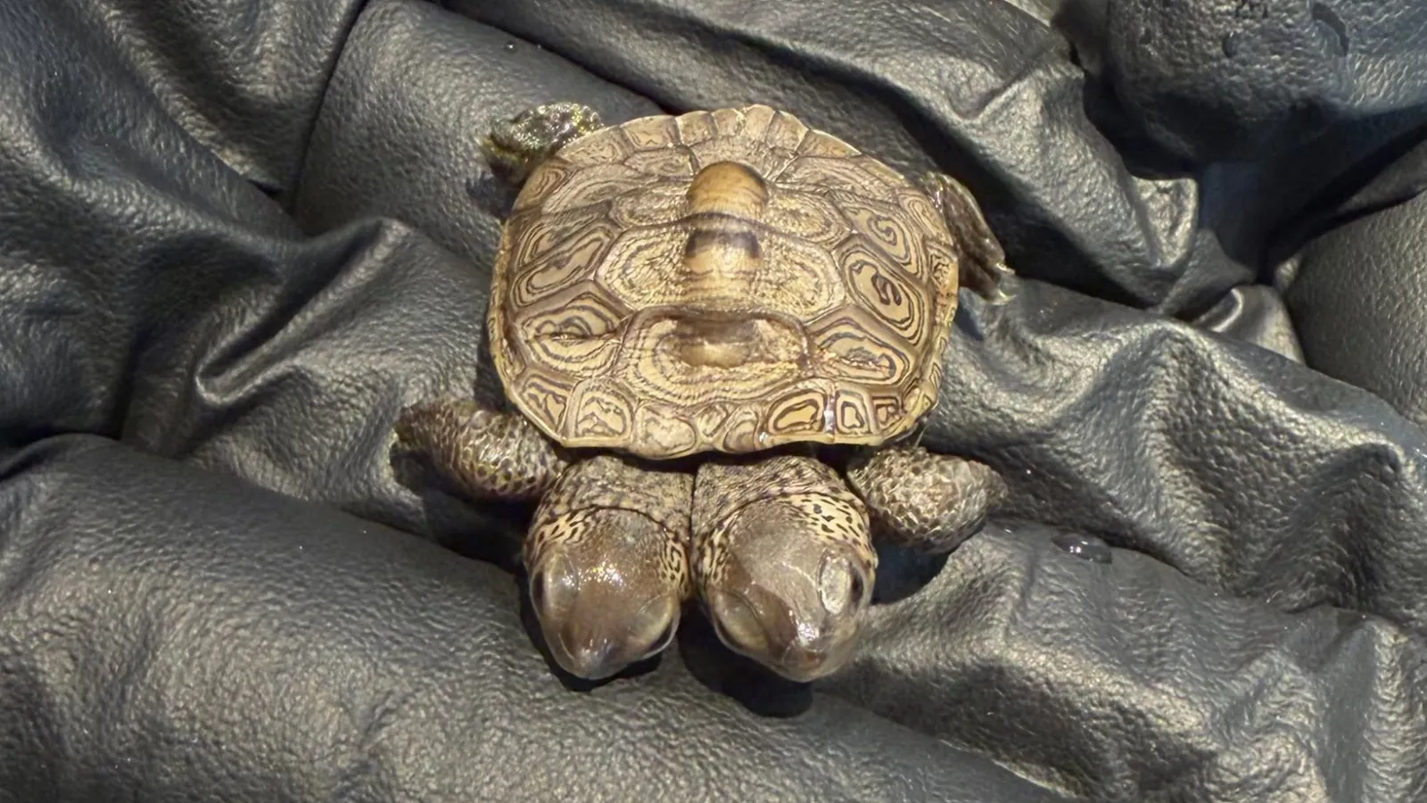 diamondback terrapin hatchling.