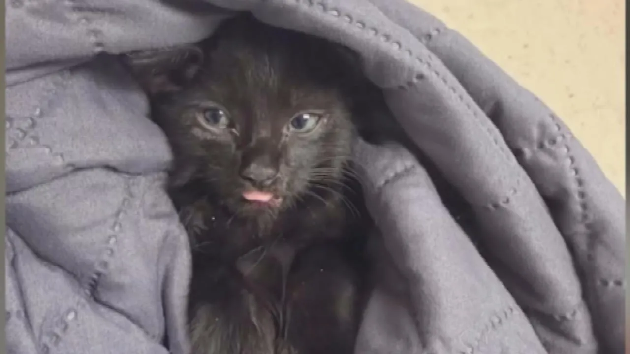 Deputy Rescues Tiny Kitten From Florida Interstate, Then Gives Him a Home.