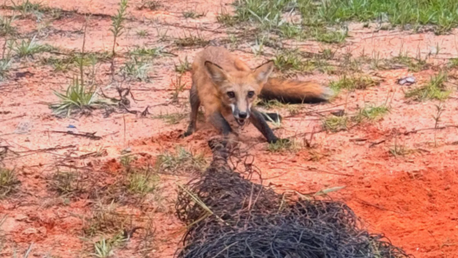 entangled fox.