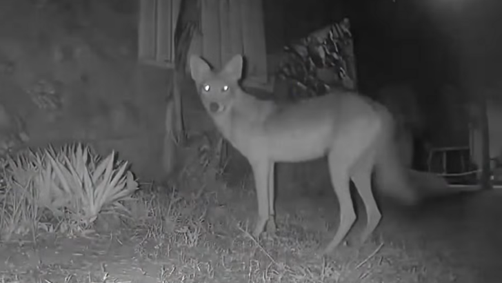 Wild Animals Are Taking Over Around a Condemned Florida Home, Neighbors Say