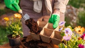gardener plants flowers in the garden close-up, garden care, gardening concept, caring for flower plants