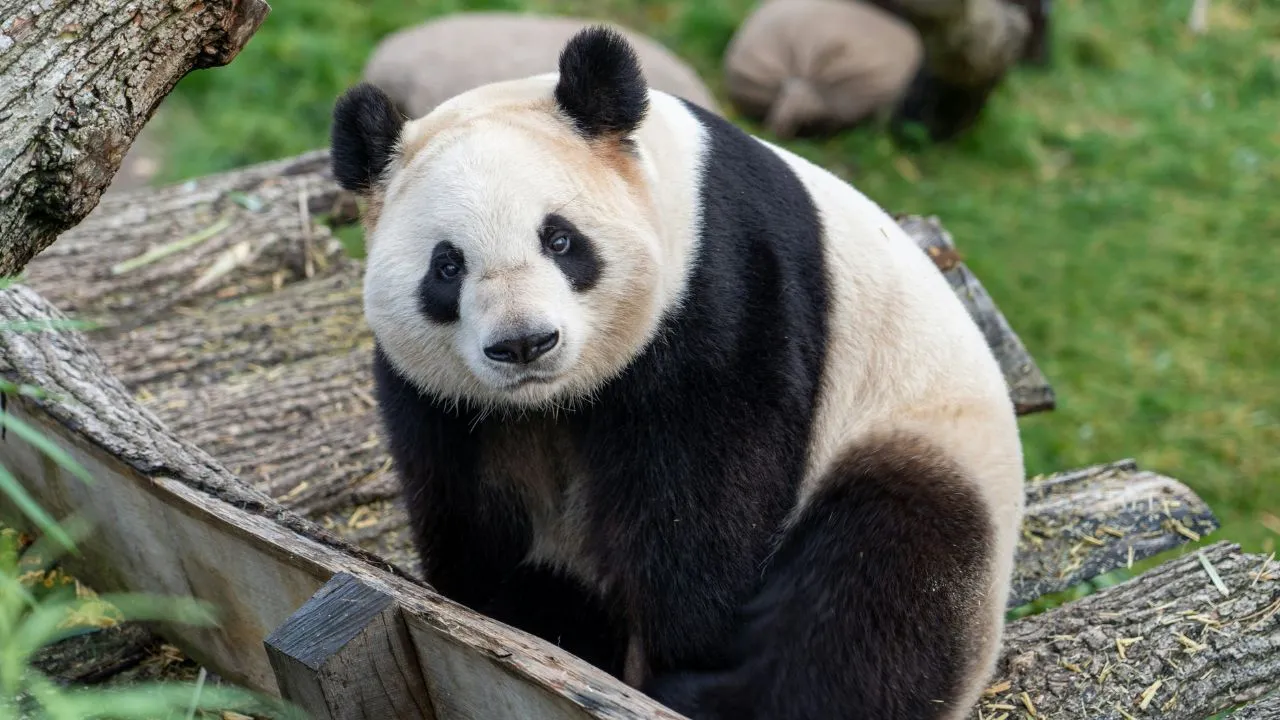 giant-panda.