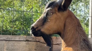 Goat Who Liked “Picking Fights” With Parked Cars Finds a New Home