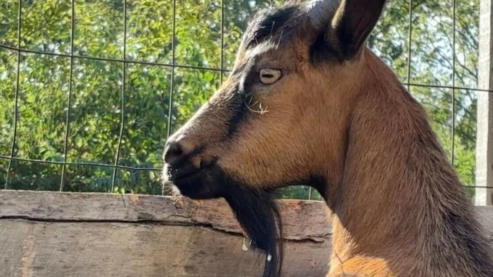 goat that likes fighting cars.