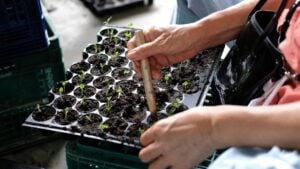 hand growing vegetable sprout seedling plant in nursery greenhouse in farm