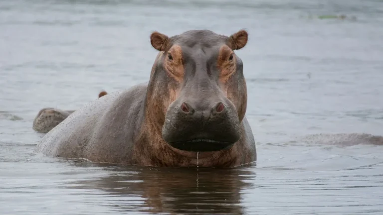 hippo.